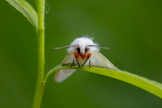 An American white moth lives in the wild, North China