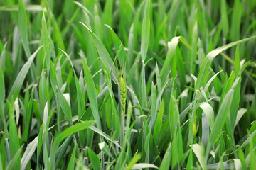 Wheat thrives in farmland, North China