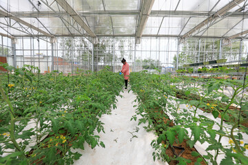 A lady is taking care of the vegetable plants in the greenhouse, North China
