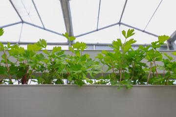 Healthy growing celery in a soilless greenhouse, North China