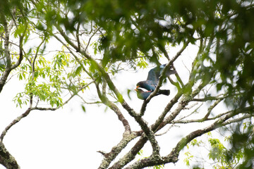 Broad-billed rollers mating on a branch