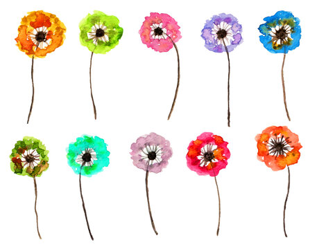 colorful dandelion flower watercolor