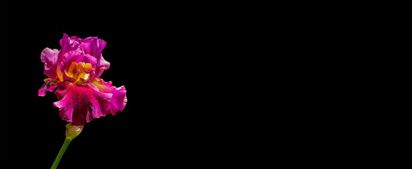 Dramatic pink iris flower isolated on black background with blank copy space
