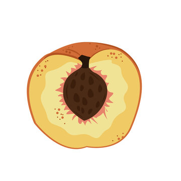 peach fruit illustration in white background. Logo, textiles for clothing and household goods, product packaging, sketchbook.
