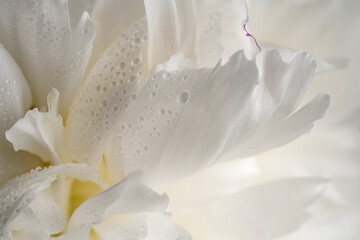 white peony petals with dew drops