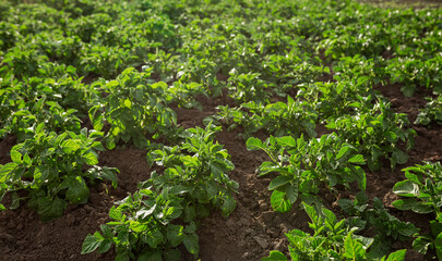 Fototapeta na wymiar Potato seedling planted. Vegetable garden, agriculture, rural, business