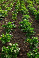 Potato seedling planted. Vegetable garden, agriculture, rural, business