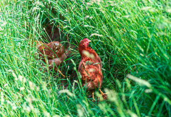 Free hens in the grass