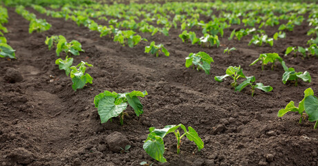 Beans planted on seedlings. Vegetable garden, agriculture, rural, business