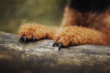 Beautiful cute dog paw