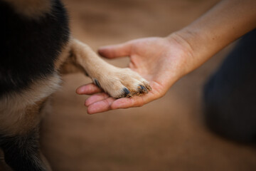 Beautiful cute dog paw
