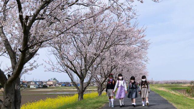 ランドセルを背負って小学校に通う女の子たち