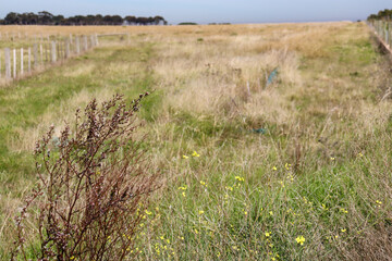 close up of wildflowers in field