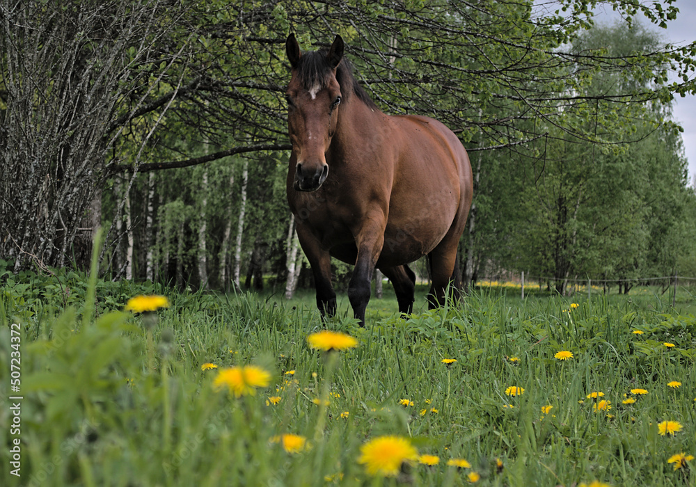 Wall mural Brown horse