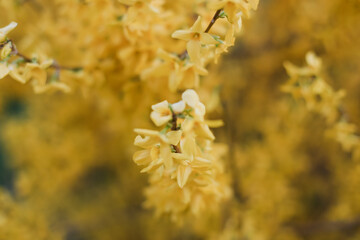 blossoming yellow flowers of forsythia in the garden in the spring