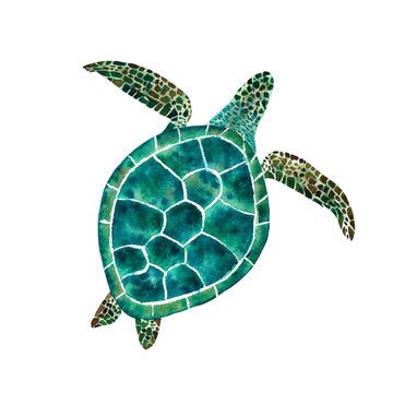 Watercolor sea turtle. Hand drawn  illustration on the white background.