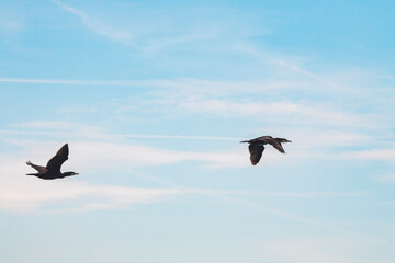 grands cormorans en vol