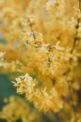 blossoming yellow flowers of forsythia in the garden in the spring