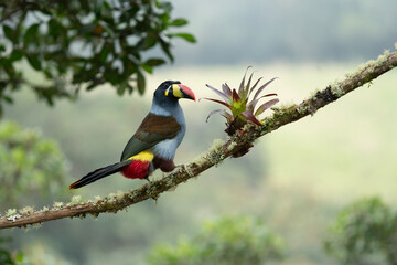 beautiful colored plate-billed mountain toucan (Andigena laminirostris) sitting n the branch very near in the cloud forest