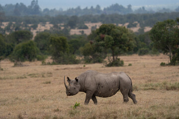 Obraz premium White Rhinoceros Ceratotherium simum Square-lipped Rhinoceros at Khama Rhino Sanctuary Kenya Africa.sunset