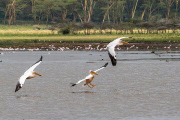 White pelican, Pelecanus onocrotalus, in Lake Kerkini, Greece. Pelicans on blue water surface. Wildlife scene from Europe nature. Bird mountain background. Birds with long orange bills.