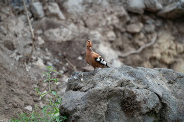 African Hoepoe (Upupa africana), Okavango, Moremi Game Reserve, Botswana.
