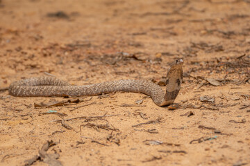 Fototapeta premium The cobra is the common name of some elapids able to widen the ribs to form the famous hood.