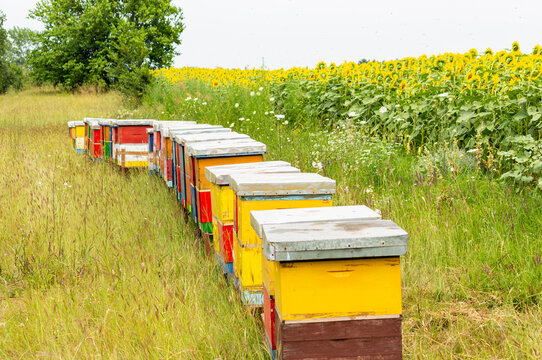Bee hives in nature. National Honey Bee Day
