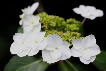 White Japanese "Gaku Ajisai (Hydrangea)", blooming flower head, soft focus closeup macro photograph..