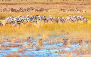 Lion family lying in the yellow grass with herd of zebras in yellow grass - Etosha National Park,...