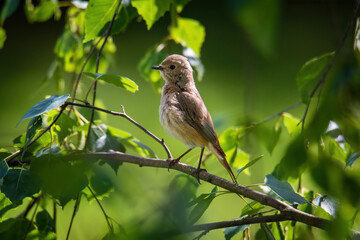 The common redstart female (Phoenicurus phoenicurus) portrait. The bird is shot on a branch against a blurred background. Close-up photo for identification