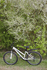 Fototapeta na wymiar bicycle under a blossoming fruit tree in the park. spring picnic for relaxation