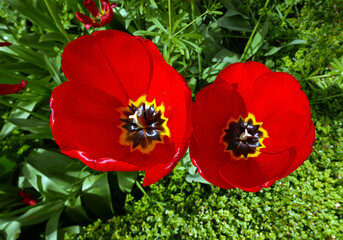 macro di assolate e brillanti corolle di tulipano