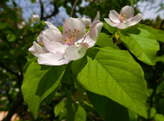 delicate e romantiche piccole rose bianche in primavera