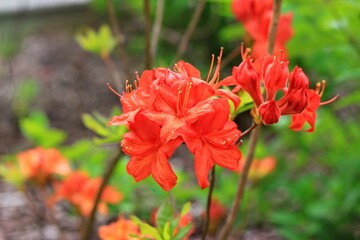 red and yellow flowers