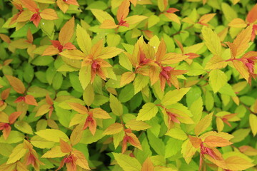 red and yellow leaves