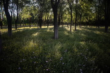 Obraz premium spring forest park