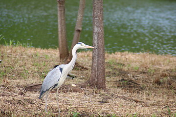 great heron