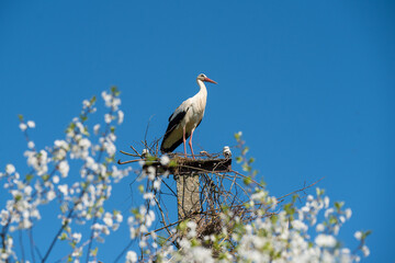 Beautiful one white storks Ciconia ciconia on a background of blue sky