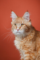 Maine Coon cat on a red background. Pet portrait in studio