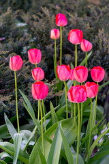 Pink tulips in a flowerbed. Flowerbed in a spring park.