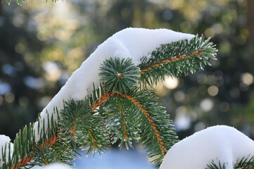 snow on fir tree in wintertime