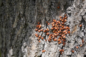 Pyrrhocoridae is a family of insects with more than 300 species worldwide. Location: Hanover-Herrenhausen, Germany.