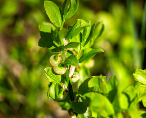 Blossoming blueberries in the forest in early spring.