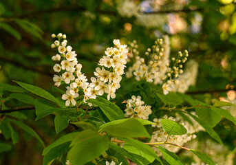 Close-up of bird cherry flowers. Bird cherry in spring.