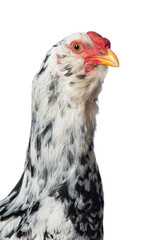 Mixed breed cock on white background