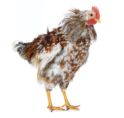 Mixed breed cock shakes on white background