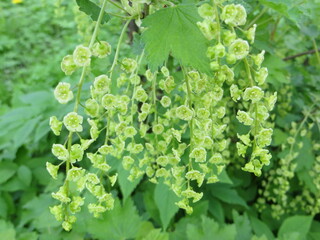 Flowering currant. Currant flowers. A branch of currant with flowers.