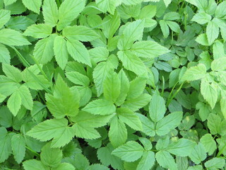 A green grass background. A green grass in the garden. Green leaves background.