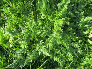 Fern leaves background. A fern in the forest. Green leaves background.